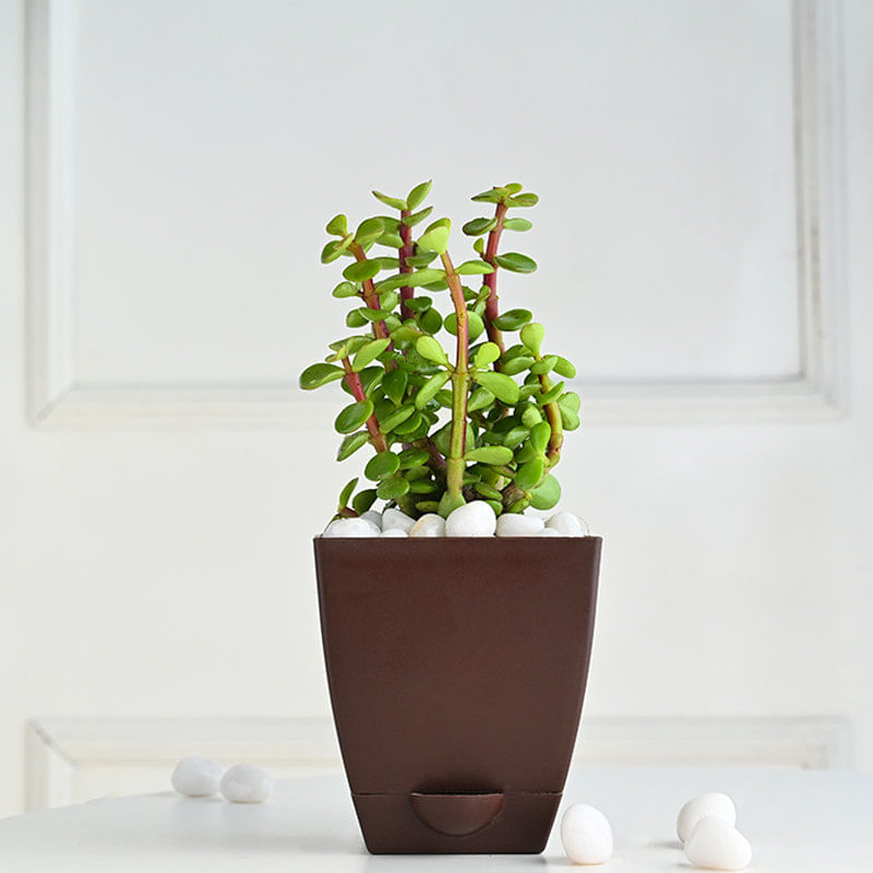 Jade In Purple Pot