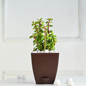 Jade In Purple Pot
