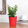 Jade In Red Pot