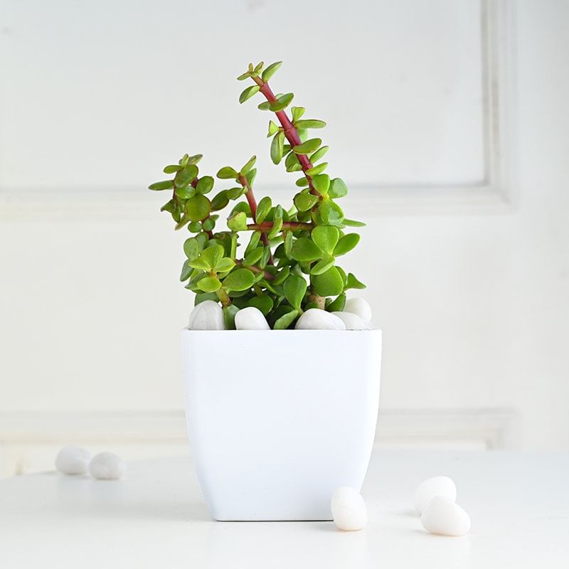 Jade In White Pot