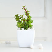 Jade In White Pot
