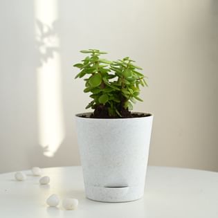 Jade In White Self Watering Pot
