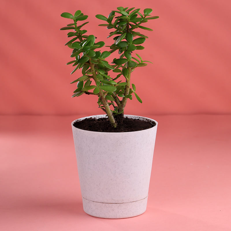 Product Image Video