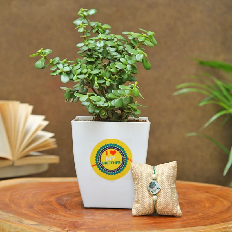 Jade Love Bro Rakhi Plant - One Day Delivery