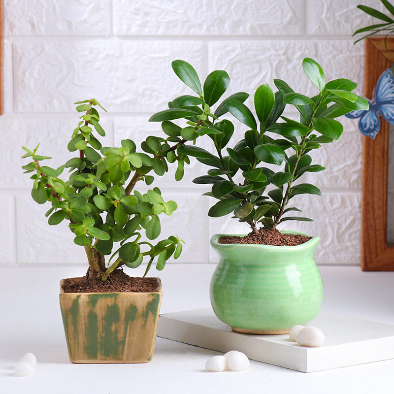 Jade N Ficus Compacta Plant Duo