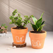 Jade N Milt Plant In Minimalist Terracotta Pots