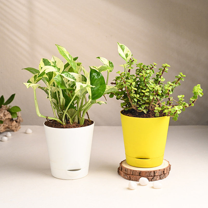 Jade N Money Plant In Self Watering Pots