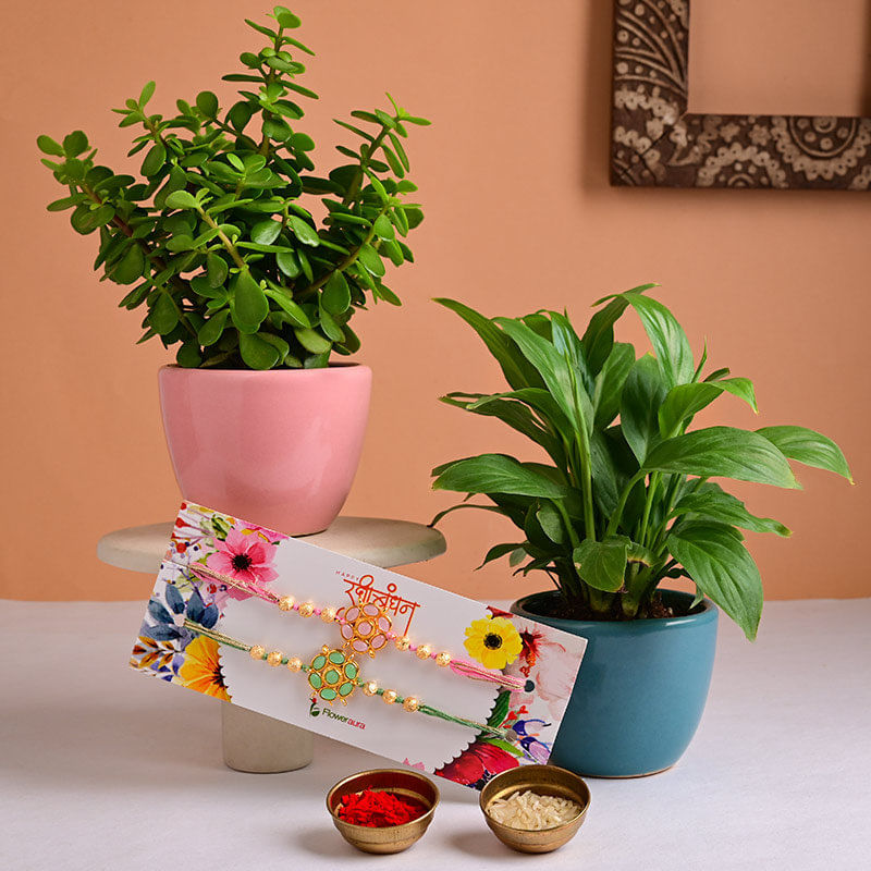 Send Jade Plant with Peacock Rakhi Online