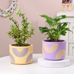 Jade N Peace Lily Plants in Pastel Planters