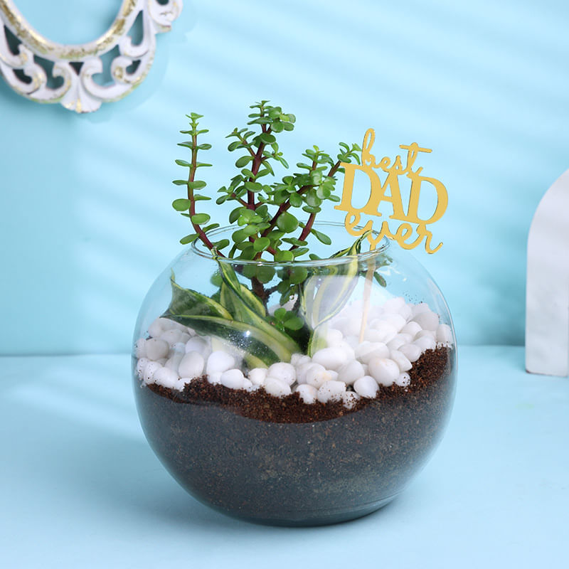 Jade N Sansevieria Milt In Best Dad Fishbowl Pot