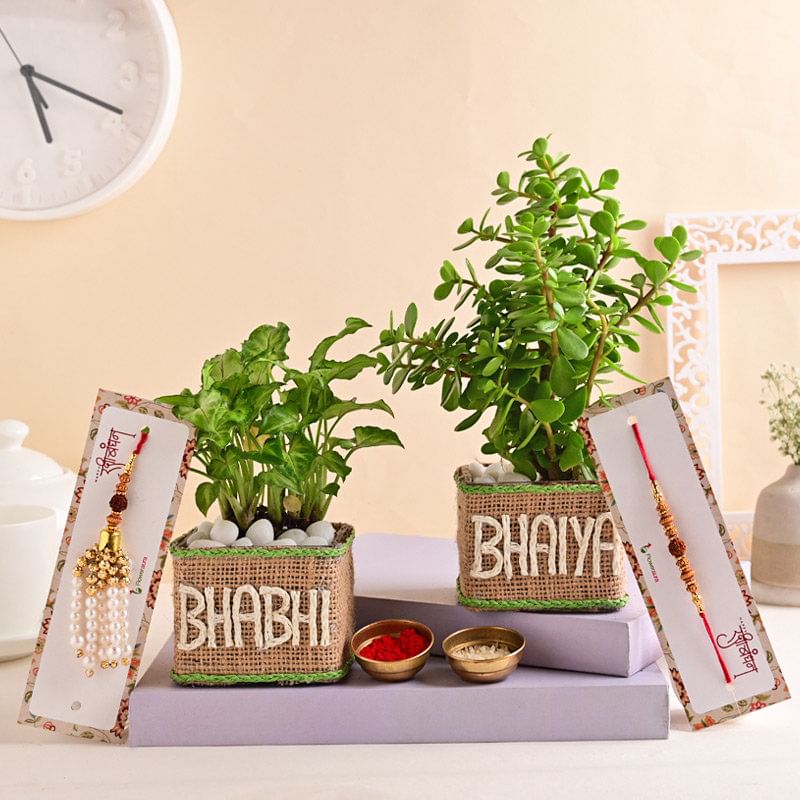 Jade N Syngonium With Couple Rakhi