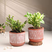 Jade N White Pothos Plant In Terracotta Pots