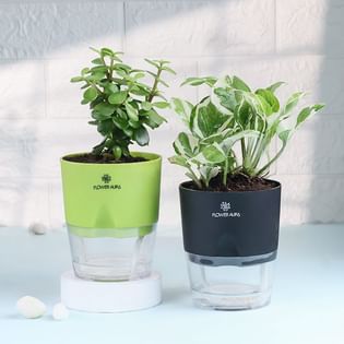 Jade N White Pothos Plants In Self Watering Pots