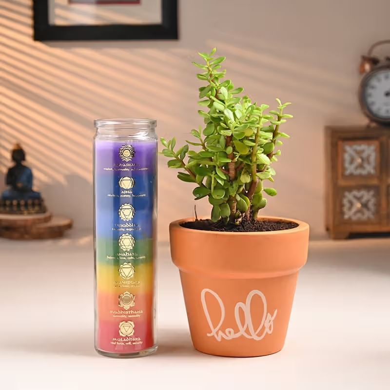 Jade Plant And Chakra Candle Set