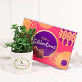 Jade Plant Choco Diwali Combo