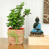 Jade Plant Gift Combo