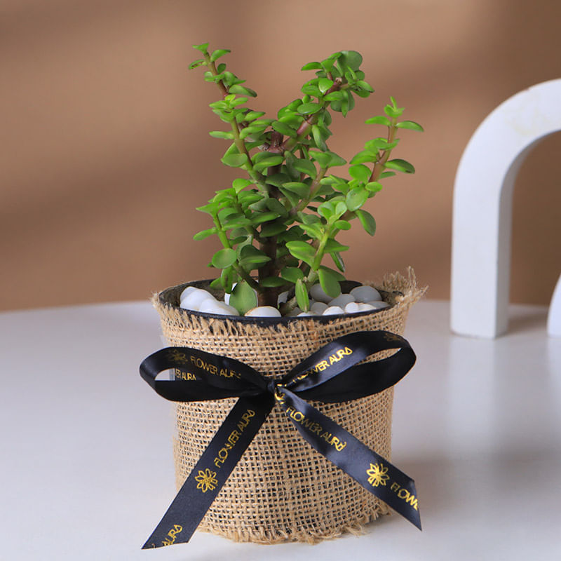 Jade Plant In A Jute Wrapped Pot