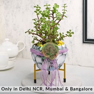 Jade Plant In A White Planter