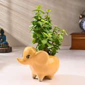 Jade Plant In Adorable Elephant Pot