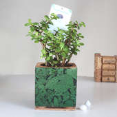 Jade Plant In Advance Cork Square Vase: Succulent and Cactus