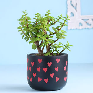 Jade Plant In All Hearts Black Terracotta Pot