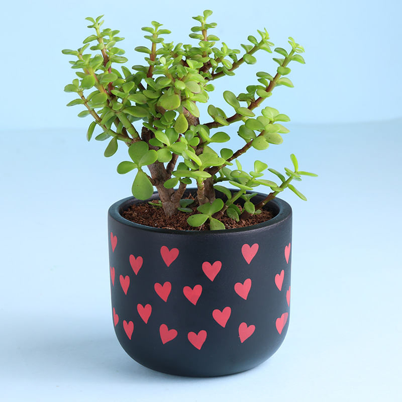 Product Image Video