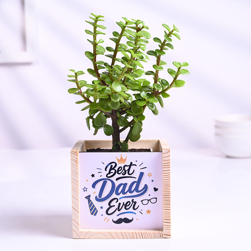 Jade Plant In Best Dad Pot