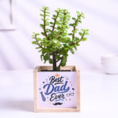 Jade Plant In Best Dad Pot