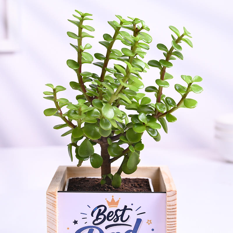 Jade Plant In Best Dad Pot