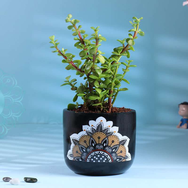 Jade Plant In Black Mandala Pot