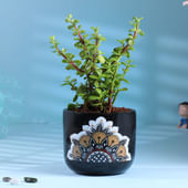 Jade Plant In Black Mandala Pot