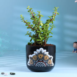 Jade Plant In Black Mandala Pot
