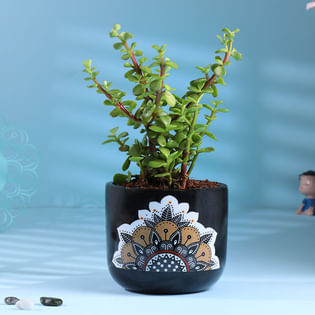 Jade Plant In Black Mandala Pot