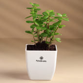 Jade Plant in Blossom Pot