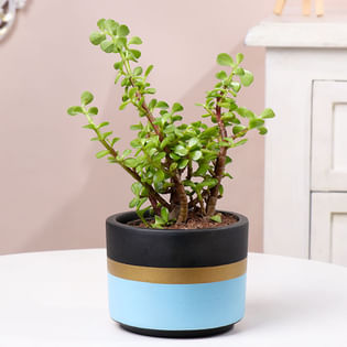 Jade Plant In Blue Mist Terracotta Pot