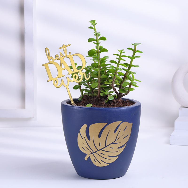 Jade Plant In Blue Terracota Pot For Dad