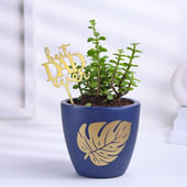 Jade Plant In Blue Terracota Pot For Dad