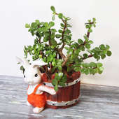 Jade Plant in Rabbit Vase