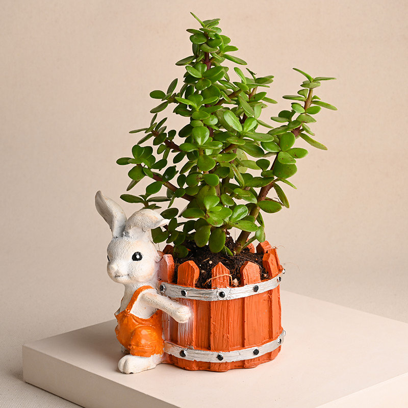 Jade Plant in Bunny Pot