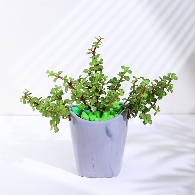 Jade Plant In Ceramic Basket Pot