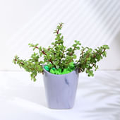 Jade Plant In Ceramic Basket Pot