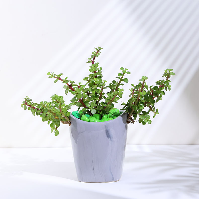Product Image Video