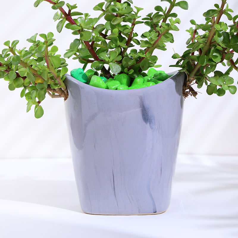 Product Image Video
