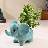 Jade Plant In Cute Elephant Pot