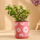 Jade Plant In Daisy Pink Terracotta Pot