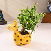 Jade Plant In Giraffe Pot