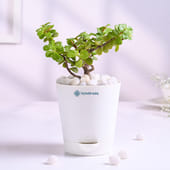 Jade Plant In Glossy White Taper Pot