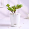 Jade Plant In Glossy White Taper Pot