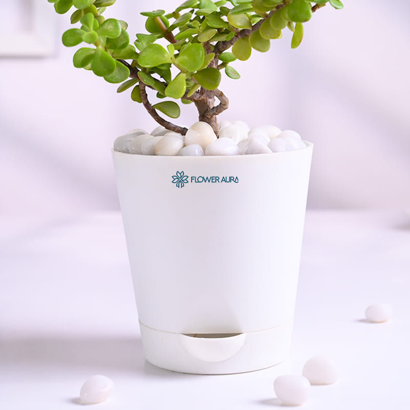 Jade Plant In Glossy White Taper Pot