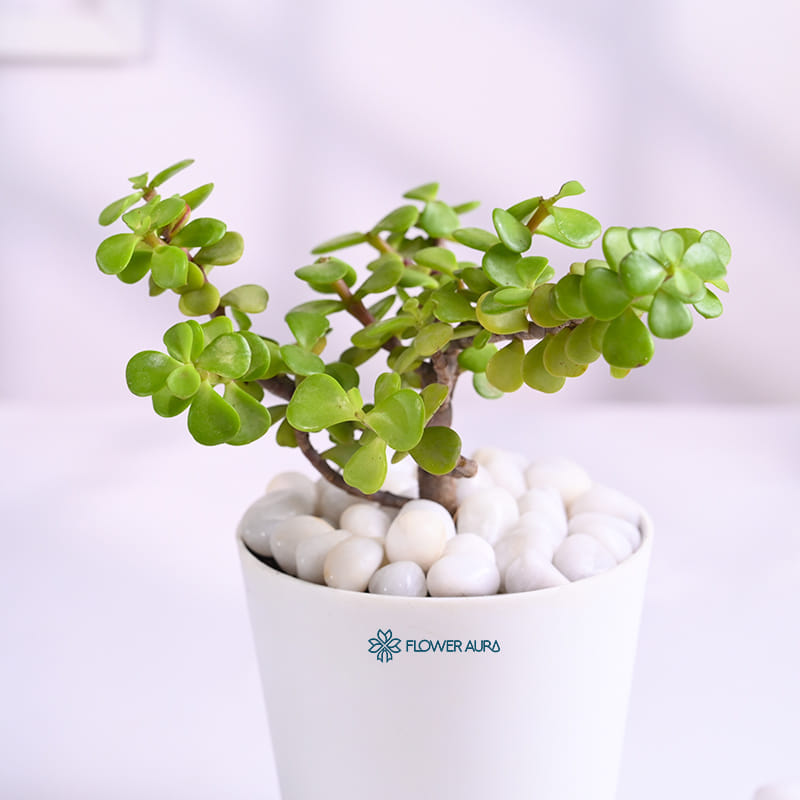 Jade Plant In Glossy White Taper Pot